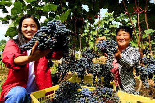 驿城区“巧媳妇”工程示范基地 初级农产品加工点亮创业就业新路