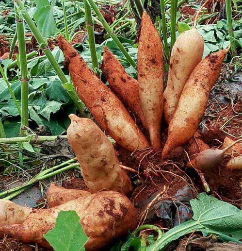 农产品换个名字就身价倍增？揭秘商家的营销“魔法”