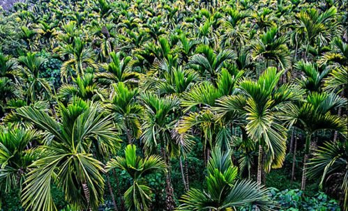 小镇风采 万宁后安，鱼米之乡的水产品瑰宝