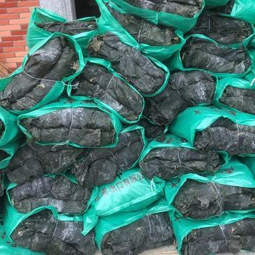 福建莆田日晒海带 优质的散装干货批发选择