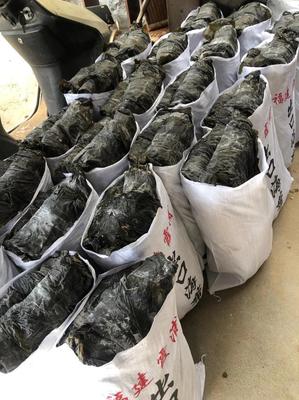 福建莆田日晒海带 优质干货，家禽养殖的理想选择