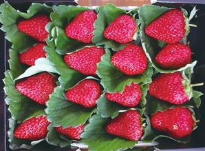 2019上海新春农产品大联展 绿色盛宴，品质生活