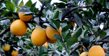 赣南脐橙品牌价值突破657亿，领跑中国农产品价值榜单