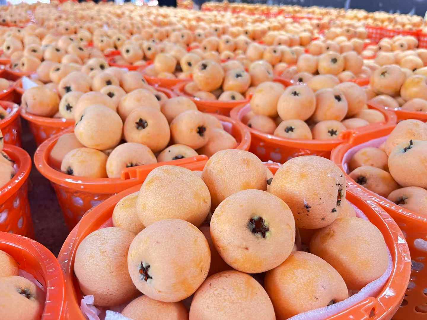 南江乡 富硒枇杷金果飘香，家禽养殖链动乡村，谱写产业富民新篇章