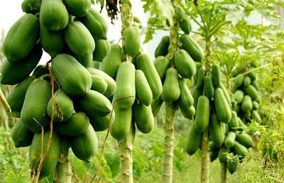 在海南农村养什么家禽能稳定赚钱？探寻热带特色养殖新机遇